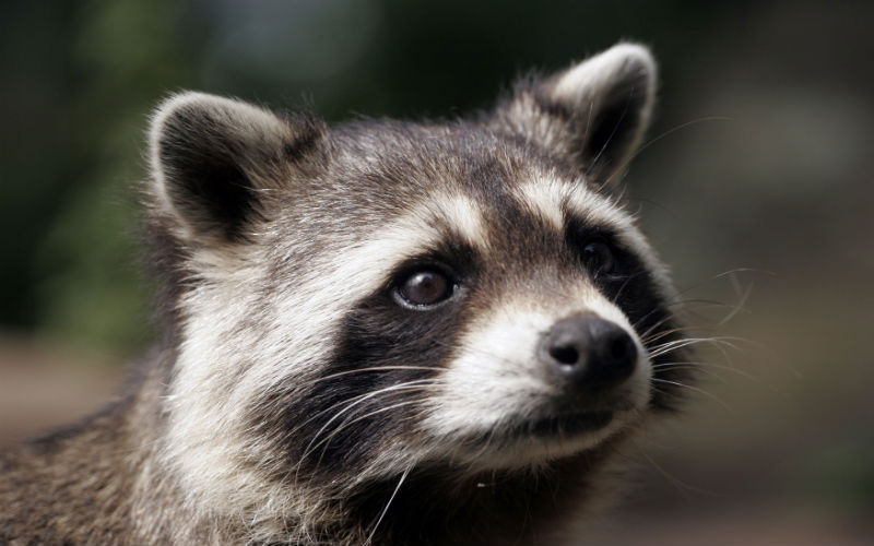 Use A Professional For Raccoon Removal In Dublin, OH