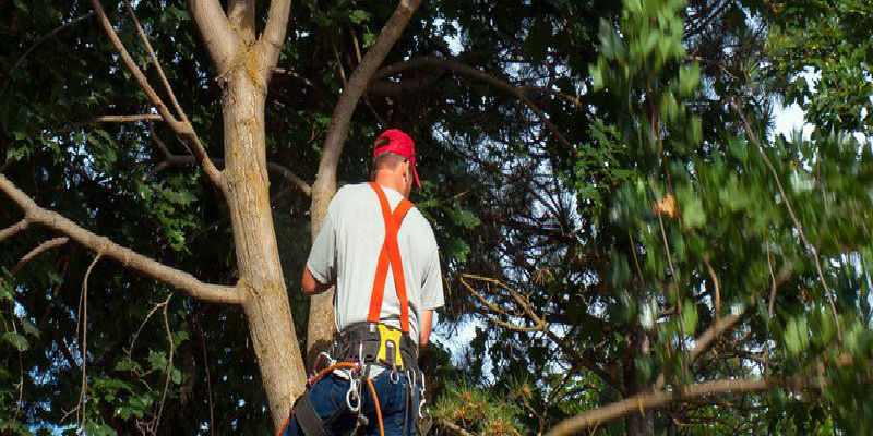 Reliable Tree Service In The San Antonio, TX Area
