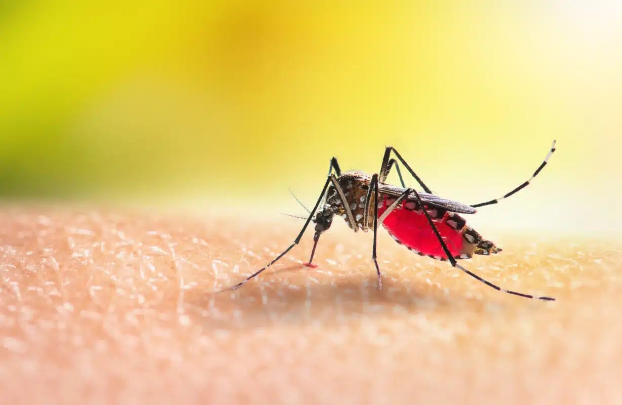 Effective Mosquito Treatment for the Yard in Louisville, KY Is Easy to Find and Works Wonders