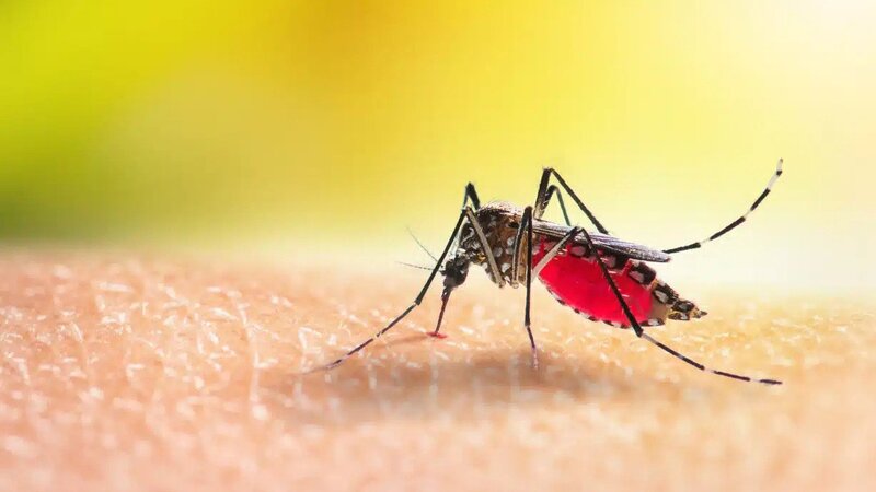 What to Know About the Best Mosquito Service in Jeffersonville, IN